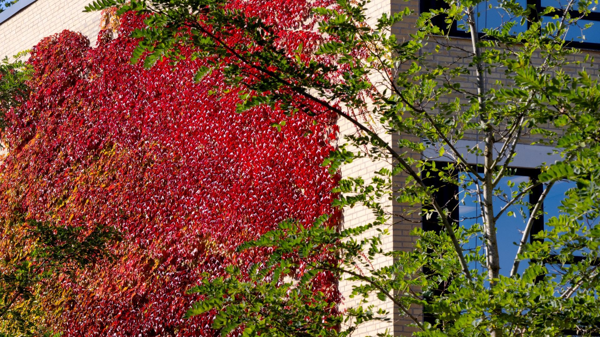 Autumn at Lyngby campus.